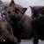 Rehoming two kittens 2 thumbnail