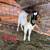 Boer goat wether goats 9 thumbnail