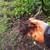 🌷YARD WORK 🌷Trimming Weeding Mulching Seeding🌷ONE TIME SERVICE'S 15 thumbnail