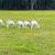 Katahdin Lambs 1 thumbnail