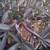 Cactus in pots/ plants 14 thumbnail