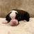 Olde English Bulldog Puppies 3 thumbnail