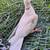 Ringneck Dove 4 thumbnail