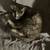 Cute black and biege kitten 4 thumbnail