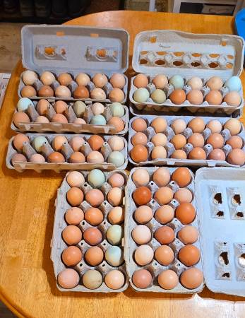 Farm eggs available – Masonville NY 1