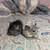Male chinchilla (s) 2 thumbnail