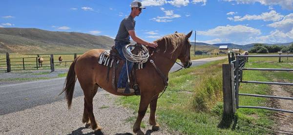 7 yr old half draft gelding 1