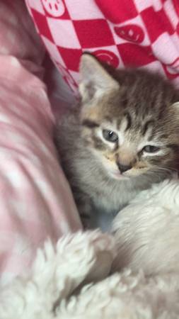Tabby kittens (Bothell)63816064740225121