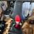 Bowflex 4 thumbnail
