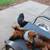 *Pet Sitting / Boarding Short Term / Long Term*Home Environment* 7 thumbnail