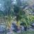 40 areca palms 4-5ft tall planted 7 thumbnail
