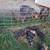 Kune Kune Piglets for sale 6 thumbnail