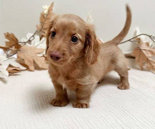 GorgeousDachshunds 1