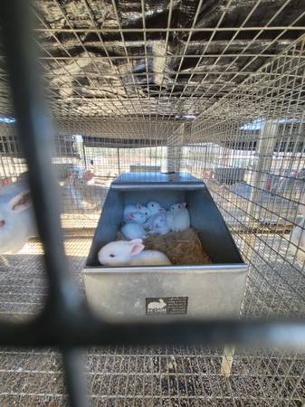 Rabbit - $50 (Van Nuys)63470806062595123