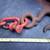 HOOK CHAIN & SHACKLE 2 thumbnail