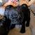 Pug puppies ready for rehoming 2 thumbnail