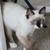 kittens 13 thumbnail