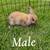 Holland lop babies 1 thumbnail
