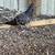 Frillback Pigeons 11 thumbnail
