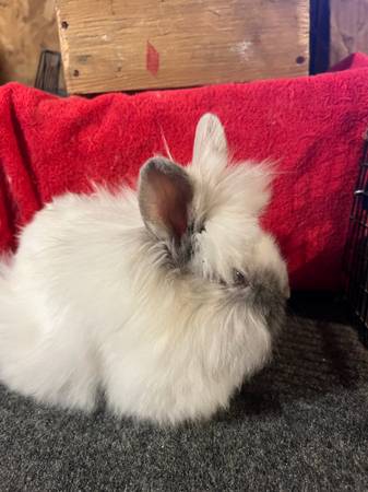 Lionhead rabbits 1