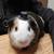 Male guinea pig 1 thumbnail