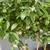 Valley Lemon Trees - 2 Feet Tall - Over 50 Citrus Varieties in stock 14 thumbnail