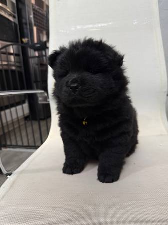 Rehoming chow chow puppies64007247563905123