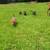 German Shepherds 5 thumbnail
