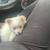 Make Pomeranian 1 thumbnail