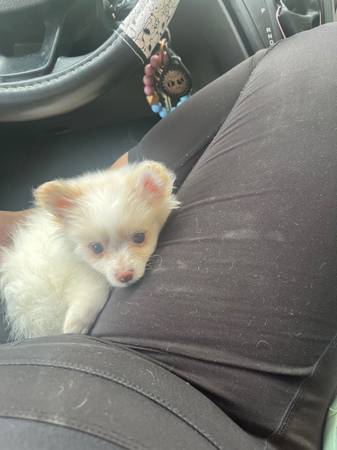 Make Pomeranian 1