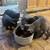 Kittens, 3 months old 3 thumbnail
