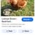 Lohmann Red Laying Hens 1 thumbnail