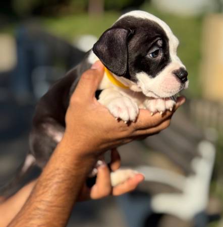 Puppy bully63875536162179120