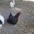 Chickens -laying hens 6 thumbnail