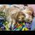 Rehome golden retriever puppies 10 thumbnail