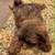 Pups Liver Nose 3 thumbnail