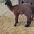 Alpaca 1 thumbnail