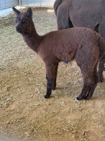 Alpaca 1