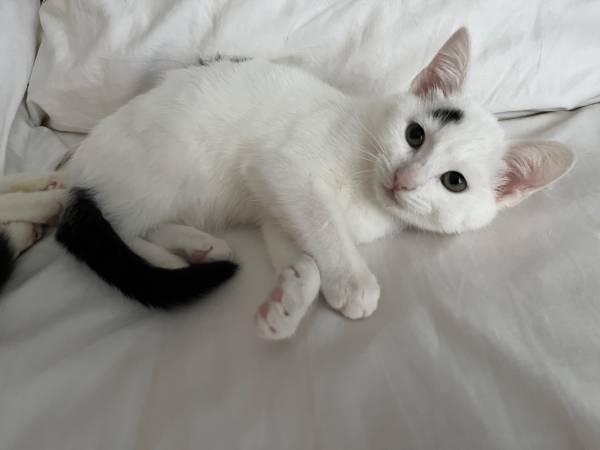 Four playful male kittens 10 wks!63873145384707120
