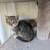 Kittens free 3 thumbnail
