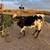 Longhorn 4 thumbnail