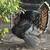 Turkey chicks- APAA certified Narraganset and Royal Palm 1 thumbnail
