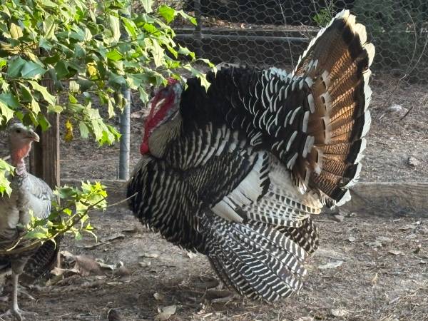 Turkey chicks- APAA certified Narraganset and Royal Palm 1