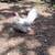 Azteca hen 3 thumbnail