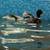 Call ducklings 17 thumbnail