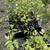 Tomato starts - Seed Savers Exchange - USDA Organic - All Heirlooms 1 thumbnail