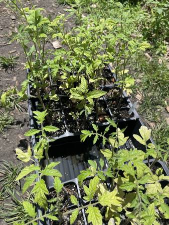 Tomato starts - Seed Savers Exchange - USDA Organic - All Heirlooms 1