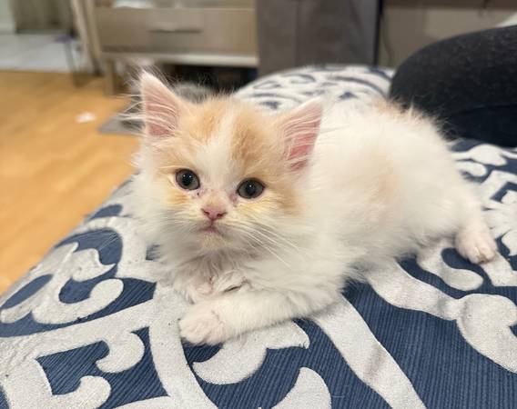 Kitten (Redwood City)
