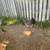 Black Copper Marans & Olive Egger chicks! 4 thumbnail