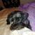 Black Miniature Schnauzer 2 thumbnail